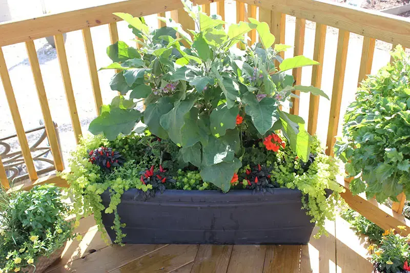 Costa-Farms-Container-Garden-7