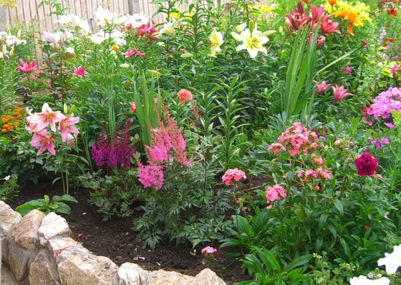 Vibrant Small Garden